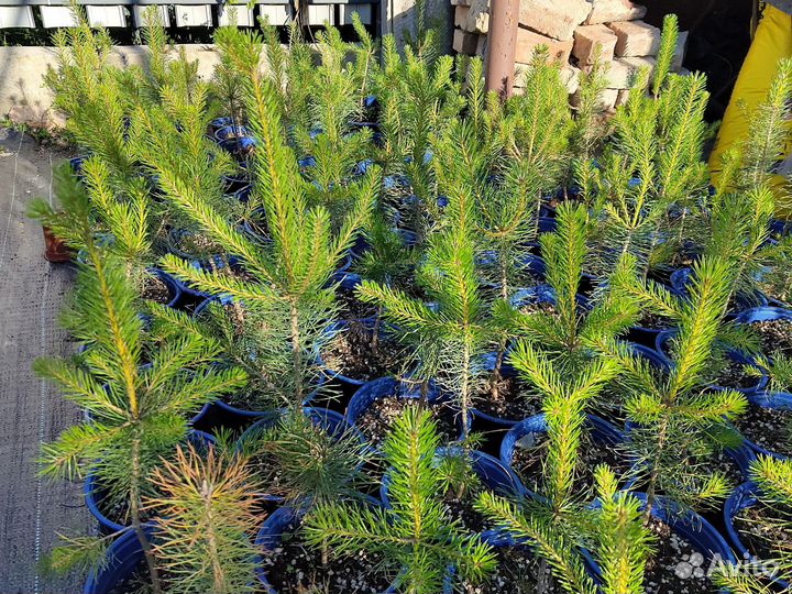 Сосна обыкновенная