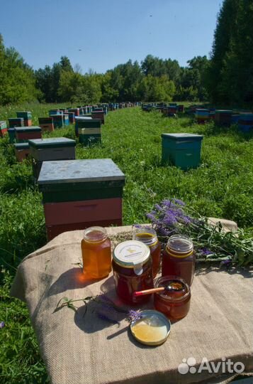 Натуральный алтайский мёд