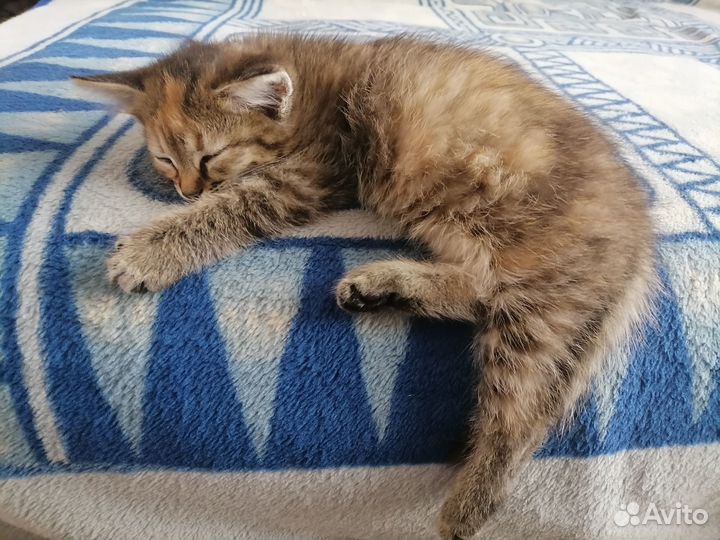 Отдам трехшерстную кошечку