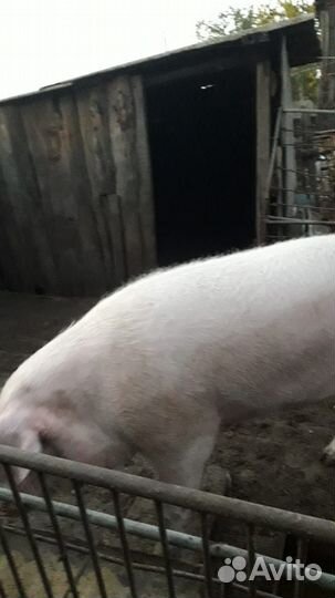 Хряк ландрас на племя