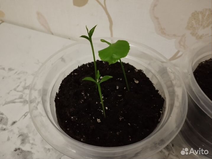 Лимонное дерево рассада