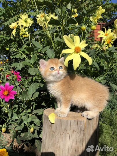 Котята британские золотые шиншиллы