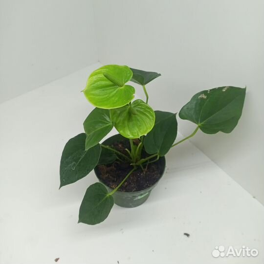 Жёлтый антуриум Ванилла