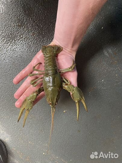 Живые раки отборные