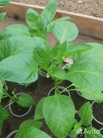 Рассада перца