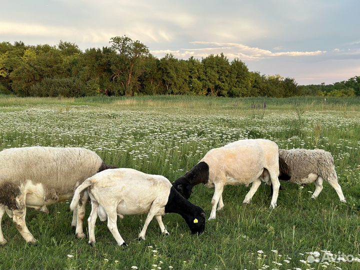 Дорпер ягнята, бараны на племя