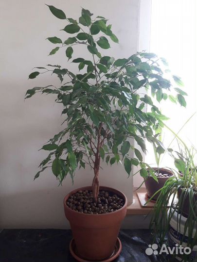 Фикус бенджамина 150 см