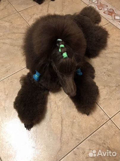 Вязка Пудель миниатюрный коричневого окраса