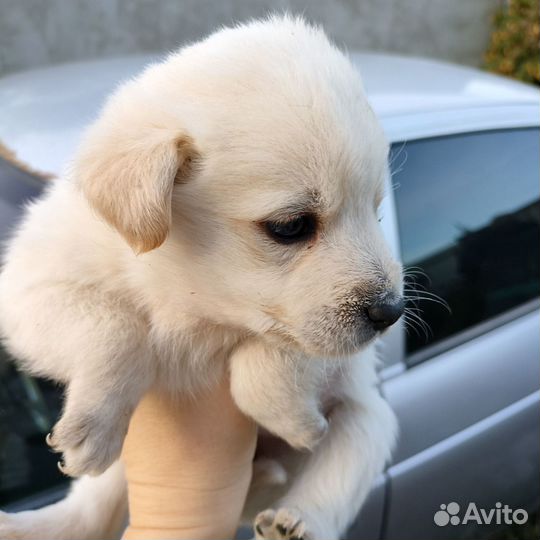 Щенки бесплатно