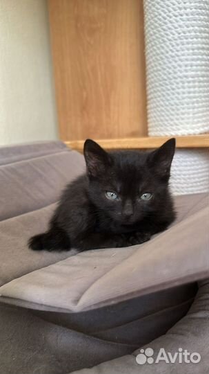 Черный котенок, девочка