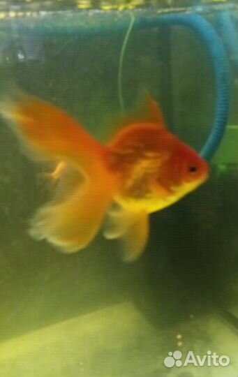 Аквариумные рыбки