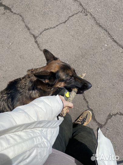 Выгул собак. Присмотр за питомцем на дому