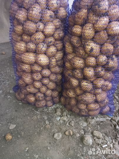 Кортофель местный. второй урожай коломба. галла