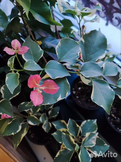 Бугенвиллия вариегатная