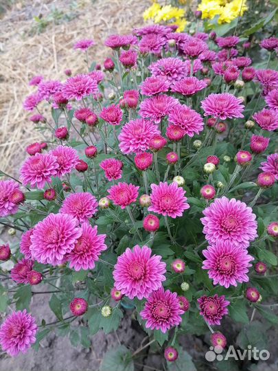 Хризантемы мультифлоры и корейская