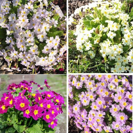 Первоцветы, примулы многолетники