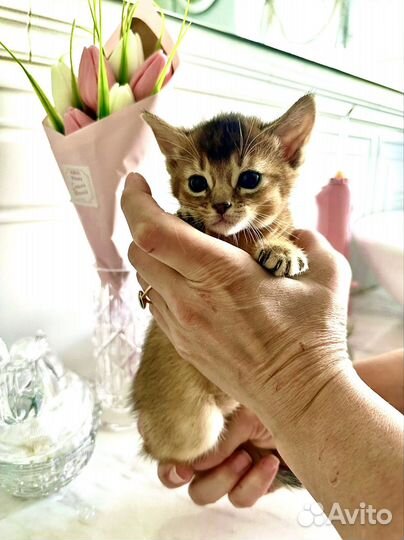 Абиссинские котята соррель дикий