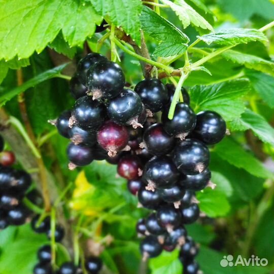 Смородина саженцы