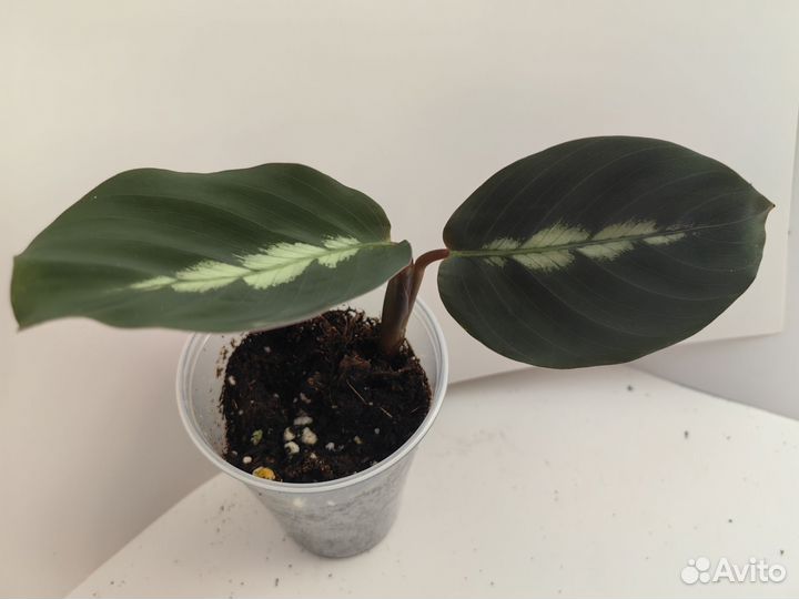 Калатея Дистинкта