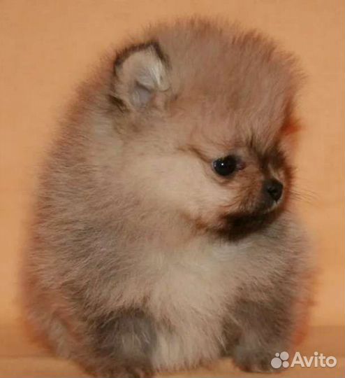 Померанский шпиц медвежьего типа