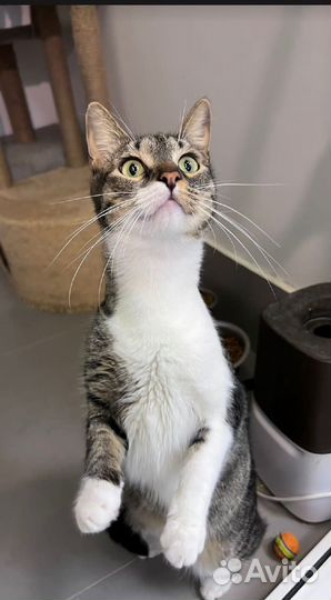 Кот Сем в поиске идеального дома