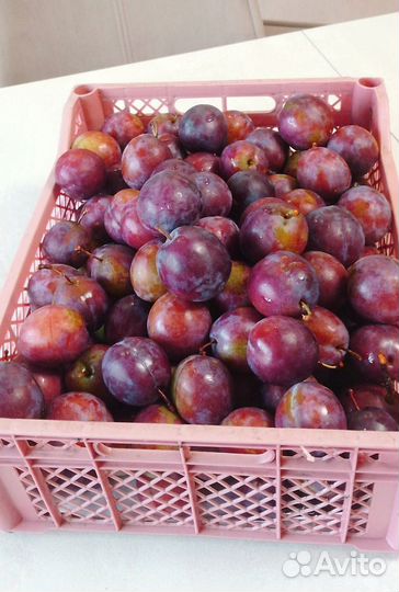Слива лиловая, спелая, садовая