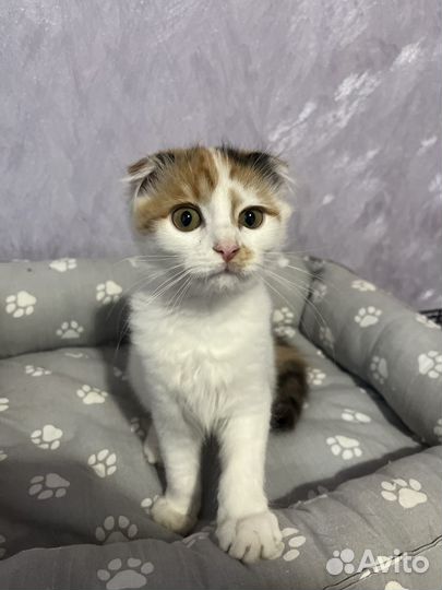 Котенок девочка в добрые руки