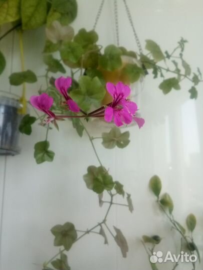 Цветы пассифлора, плющелистная пеларгония,алоэ