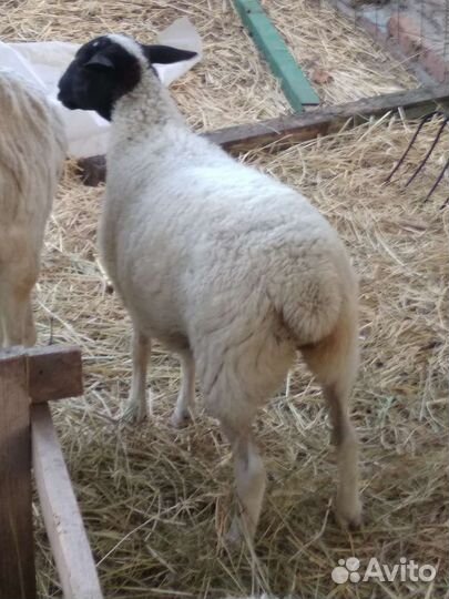 Ягнята Дорпера