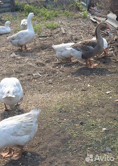 Стадо гусей 6+2