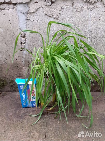 Лилейник, купена