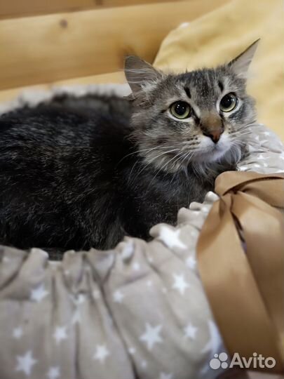 Котик подросток в добрые руки
