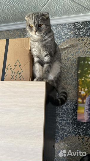 Шотландская вислоухая