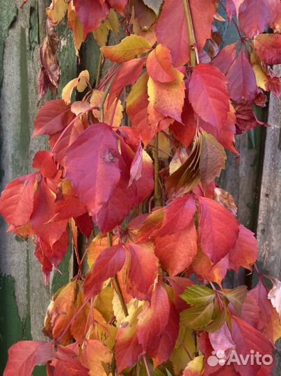 Виноград девичий