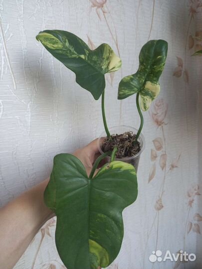 Филодендрон виолин вар