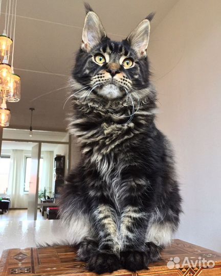 Зооняня, передержка животных: собак, грызунов