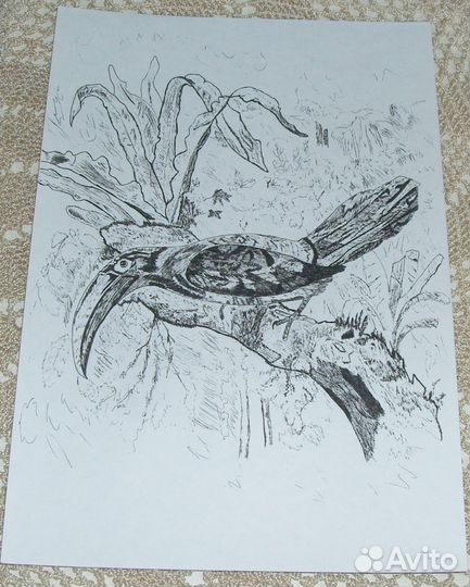 Рисунок Птица ручная работа картина картинка птицы