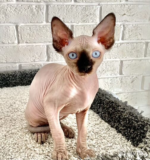 Канадский сфинкс