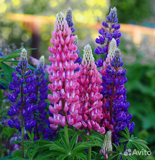 Люпин и Дельфиниум