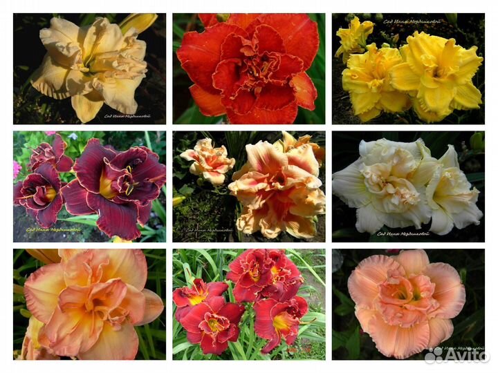 Лилейники сортовые