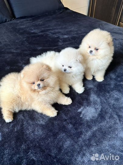 Белые Кремовые Рыжие красивые щенки шпица