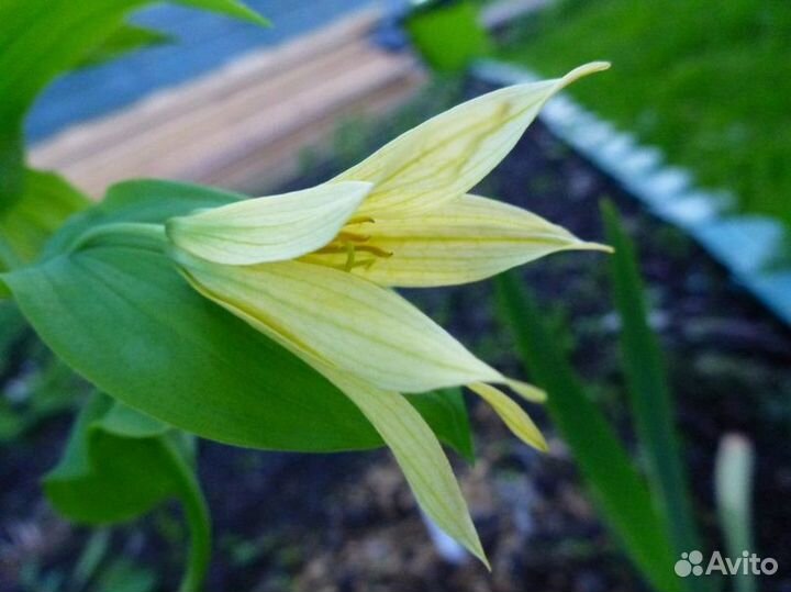 Увулярия и Амсония