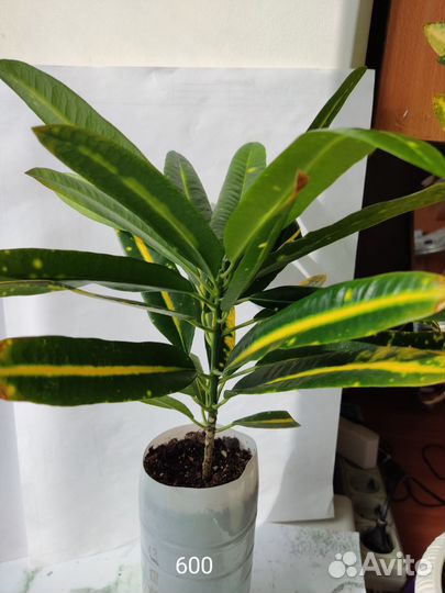 Кротон вариегатный Sunny Star