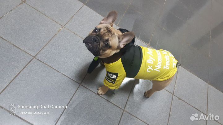 Дождевик для собак