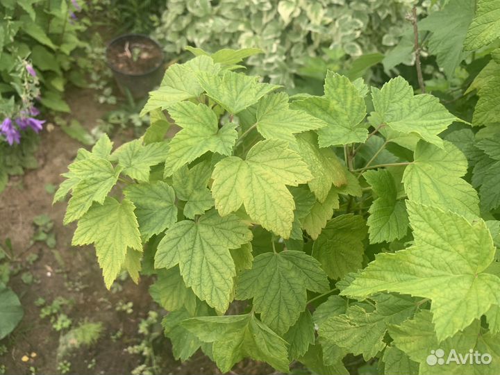 Листья смородины