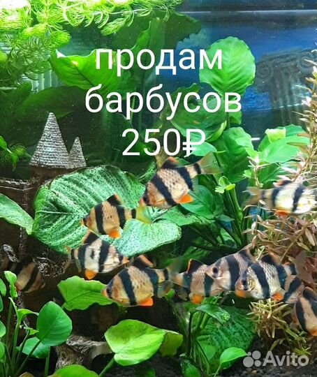 Продам аквариумных рыбок