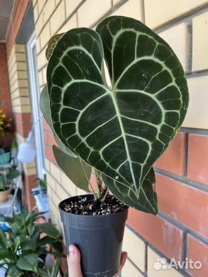 Антуриум кларинервиум