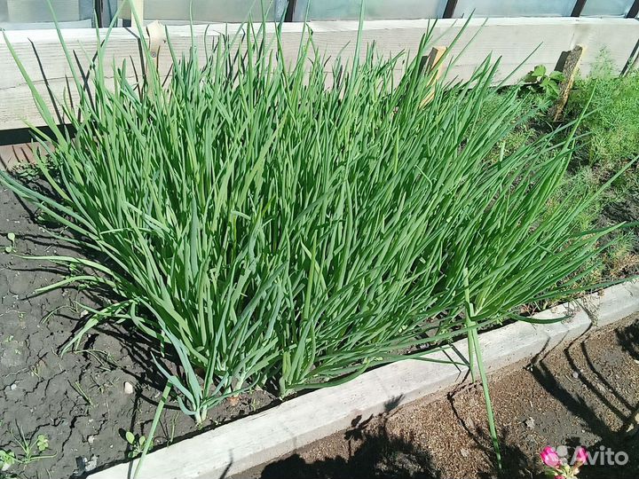 Кабачки, лук, эстрагон, ромашки, пеларгони