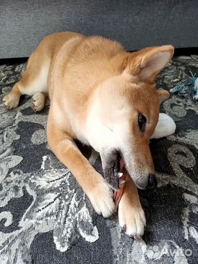 Бычий корень для собак. От производителя