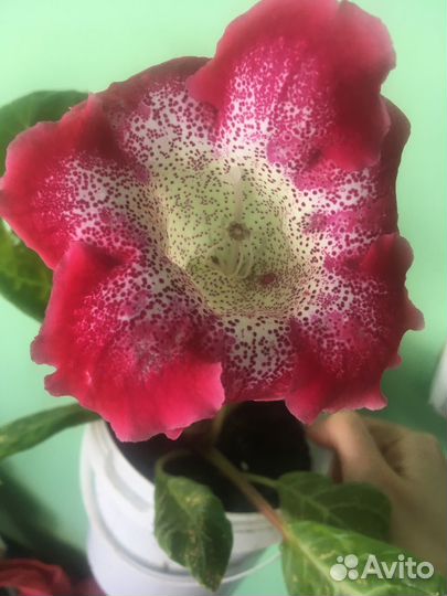 Глоксиния цветущая